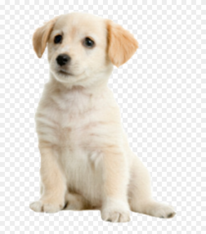 Dog Pup Cute - Png Dog Clipart