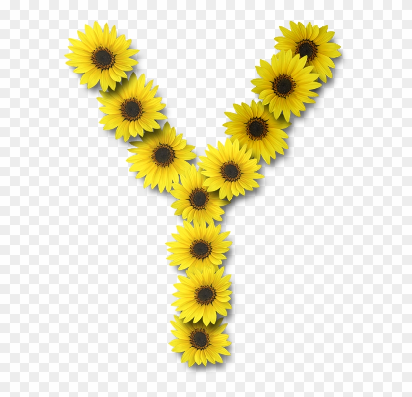 Alfabeto Sunflowers Y Alpha Flowers Pinterest Ⓒ - Y Sunflower Clipart