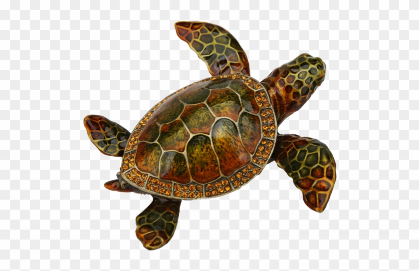 Loggerhead Sea Turtle Png Clipart (#267464) - PikPng