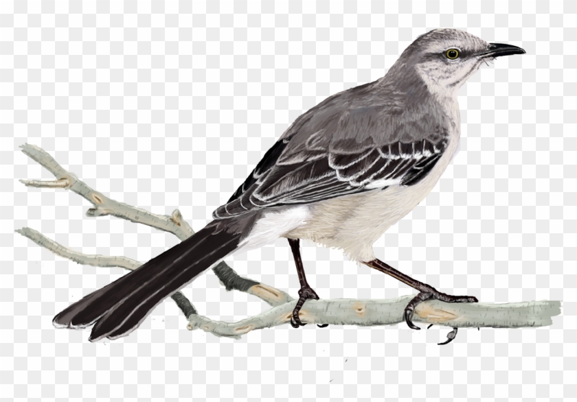 Digital Birds On - Northern Mockingbird Clipart