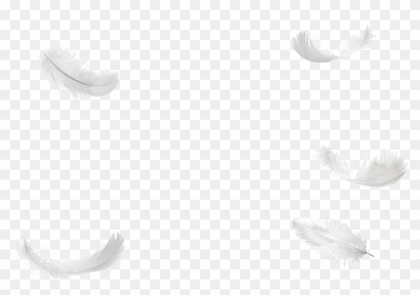 Download 1495816576five Feathers Falling No Background Png - White