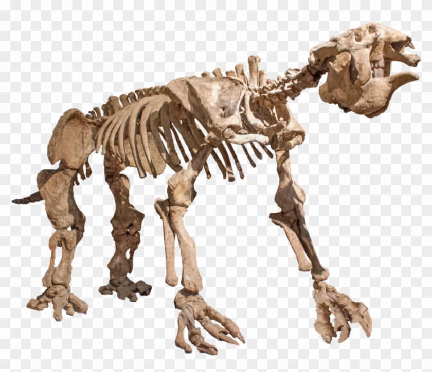 Photo Cutout, Sloth, Cut Outs, Skeleton, Mockup, Lion - Giant Sloth Skeleton Transparent Clipart