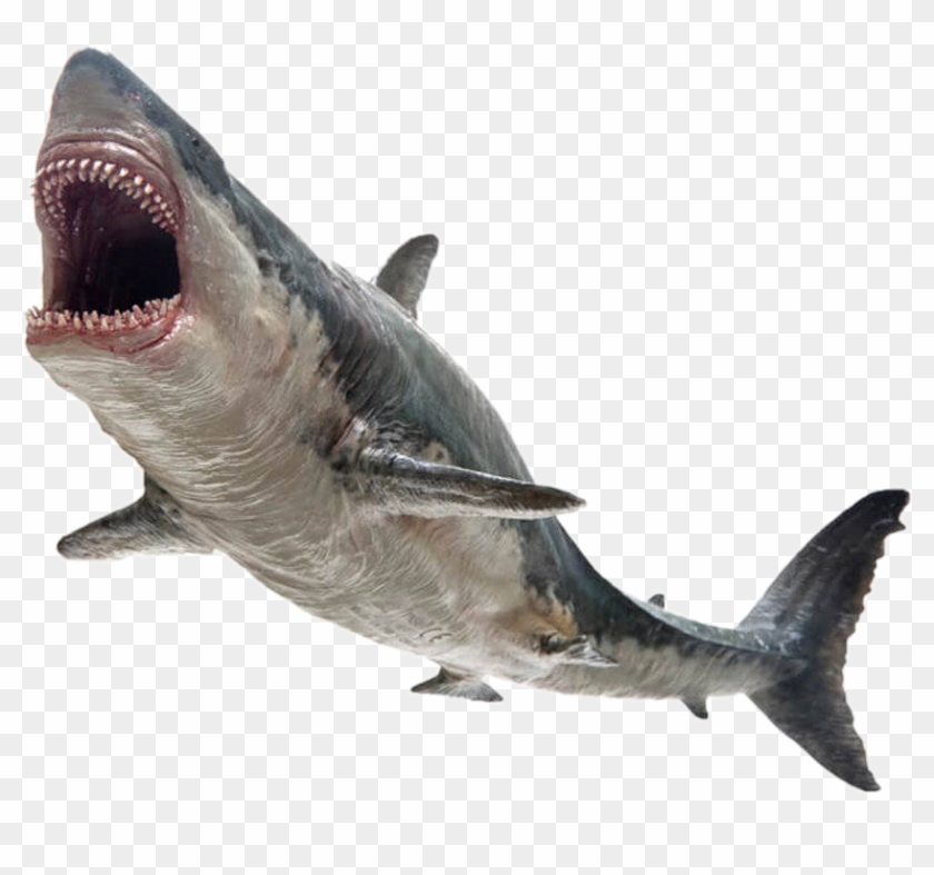 Free Free 335 Free Shark Jaws Svg SVG PNG EPS DXF File