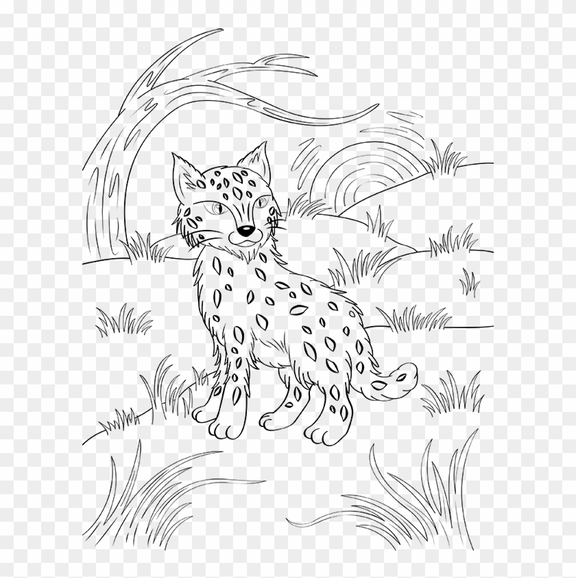Bobcat Coloring Page - Bobcat Coloring Pages Clipart