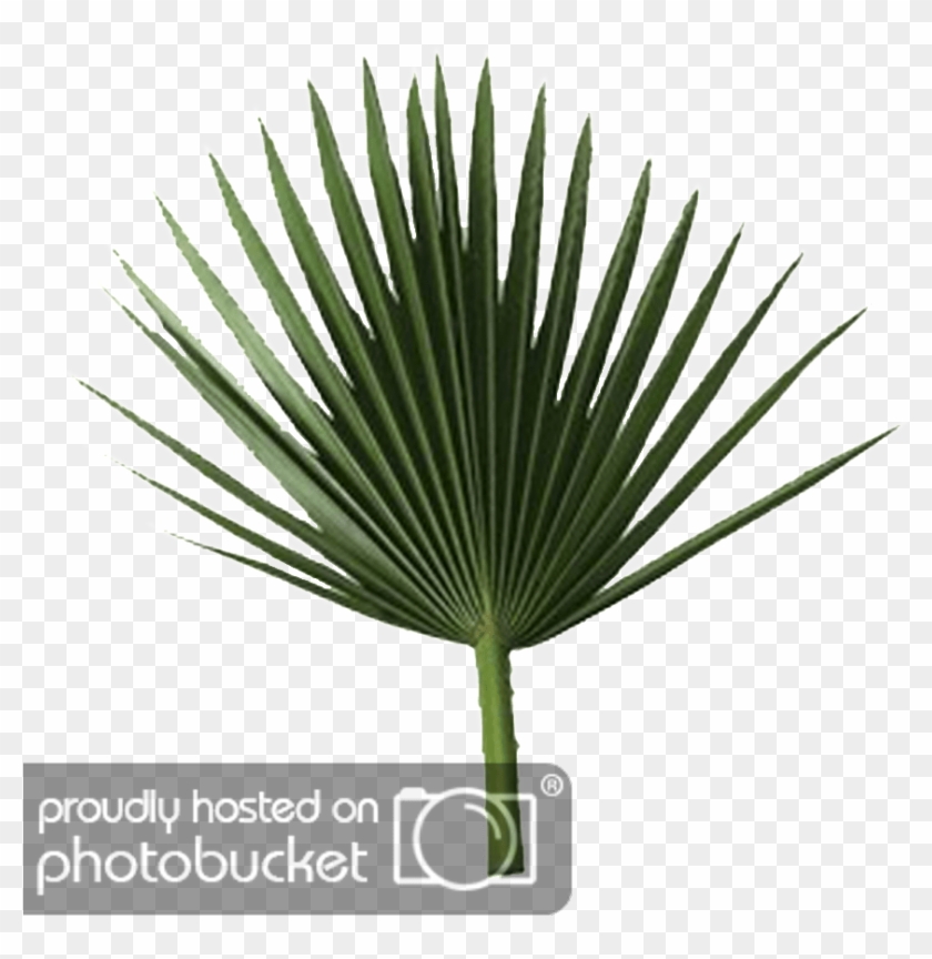 Palm Tree Leaves Png Sabal Palm Leaf Transparent Png 2917783