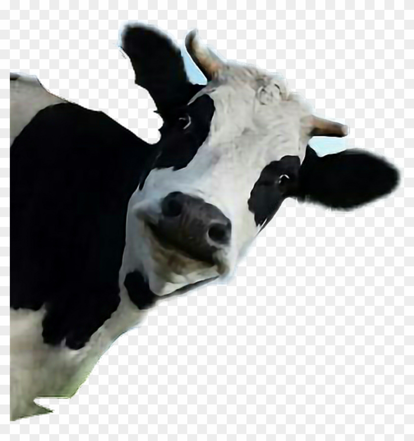 Vaca Png Transparent Background - Cow Peeking Around Corner Clipart ...
