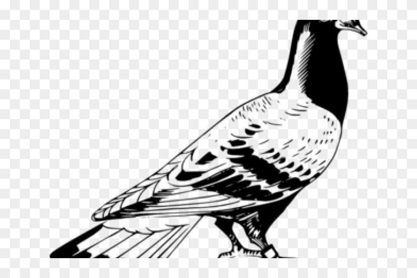Vector Library Stock Free On Dumielauxepices Net Drawing - Pigeon Clipart Black And White - Png Download
