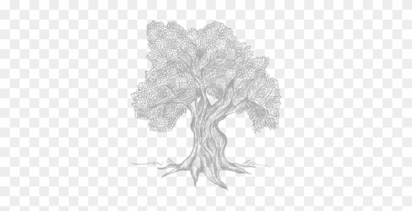The Magnificent Olive Tree - Sketch Clipart