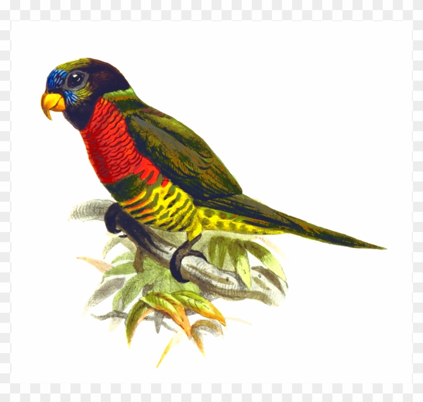 Animal Bird Parrot Png Image - สัตว์ นก แก้ว Clipart (#2974356) - PikPng