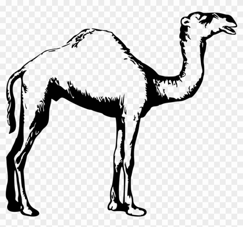 844 X 750 9 - Camel Images Clipart Black And White - Png Download