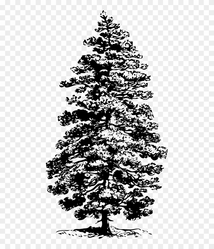 Pine Png Clipart (#37659) - PikPng