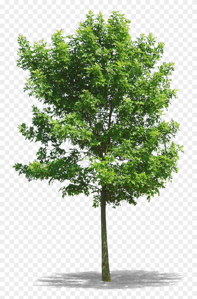 Png Arbres Png Download Clipart 304 Pikpng