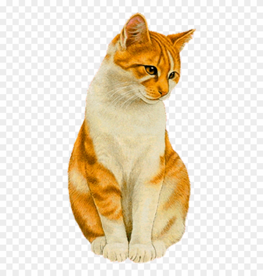 Cat,emoji,real,db Cat - Gato Hermoso En Png Clipart (#3113023) - PikPng