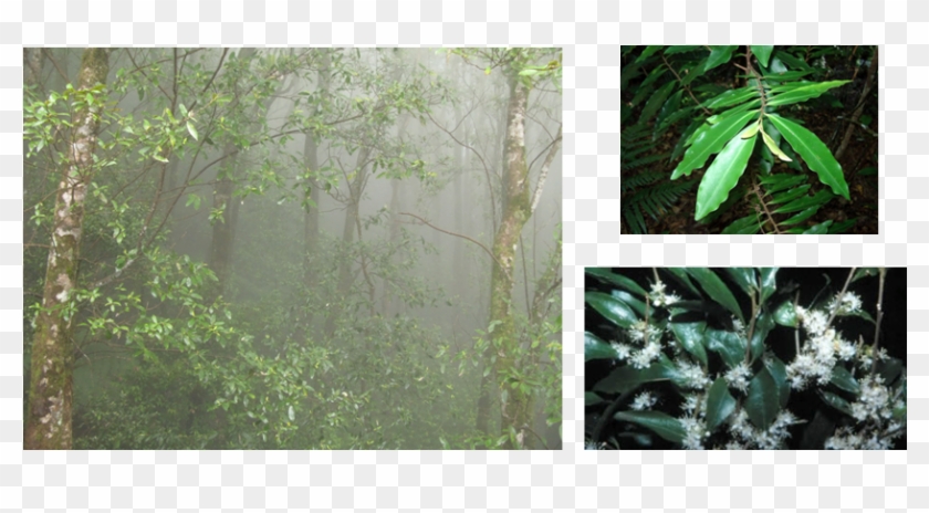 Cloud Forest At 900 Metres At Springbrook - Jungle Clipart