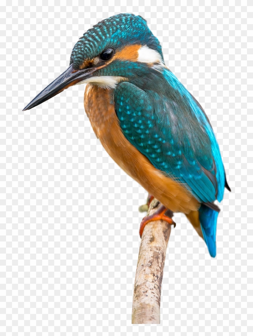 Bird Beak Clip Art Transprent Png Free Ⓒ - Common Kingfisher Transparent Png