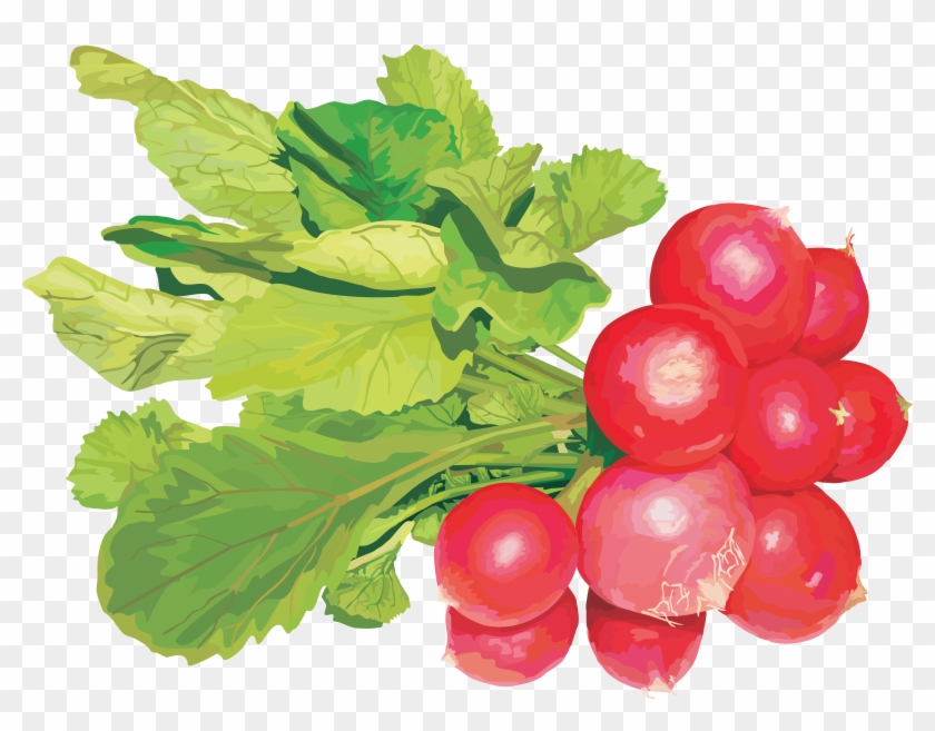 Radish Png Clipart