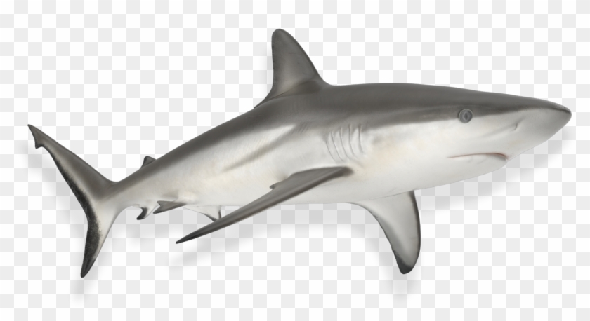 Fundación Mundo Azul Investigación Aplicada, Educación - Bull Shark Clipart