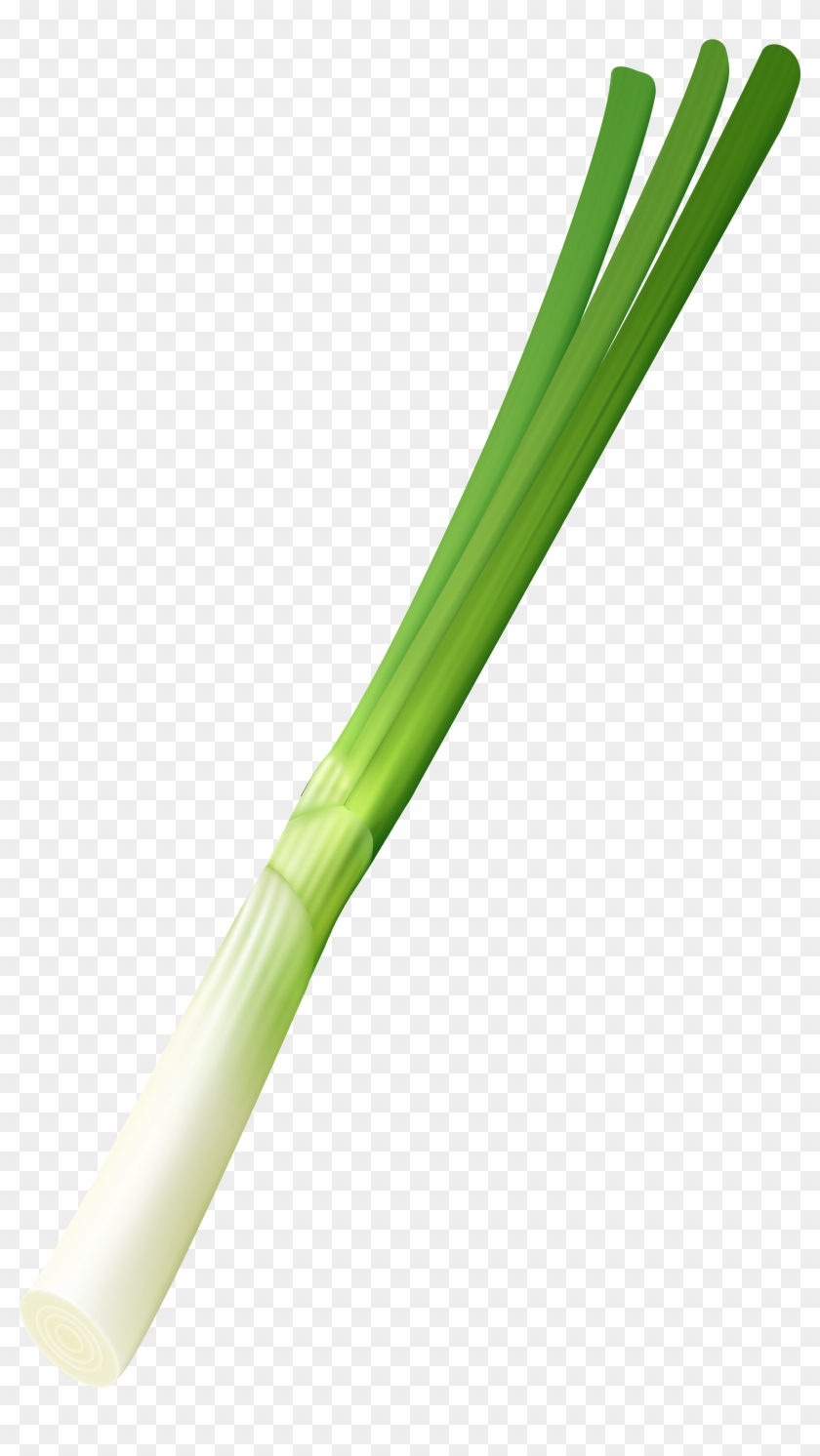 Download Spring Onion Png Clip Art Image Transparent Png Png Download 