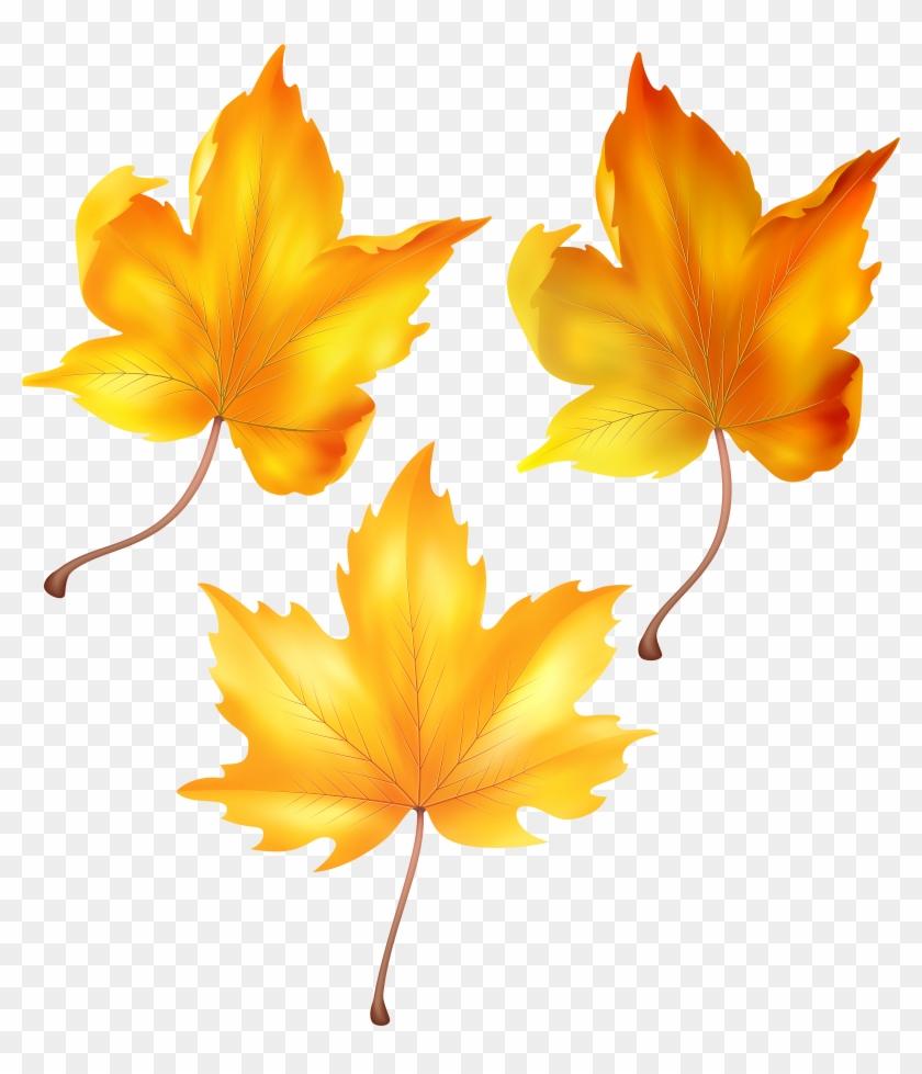 Beautiful Autumn Leaves Png Clip Art Transparent Png (#3326216) - PikPng