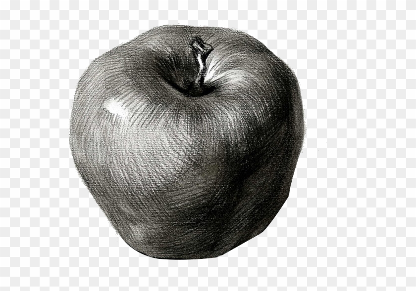 Drawing Apple Real Life - 靜物 素描 蘋果 Clipart