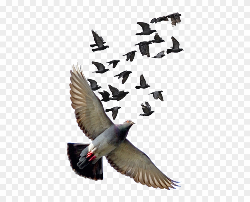 Featured image of post Pigeon Png For Editing / Pnghunter is a free to use png gallery where you can download high quality transparent png images.