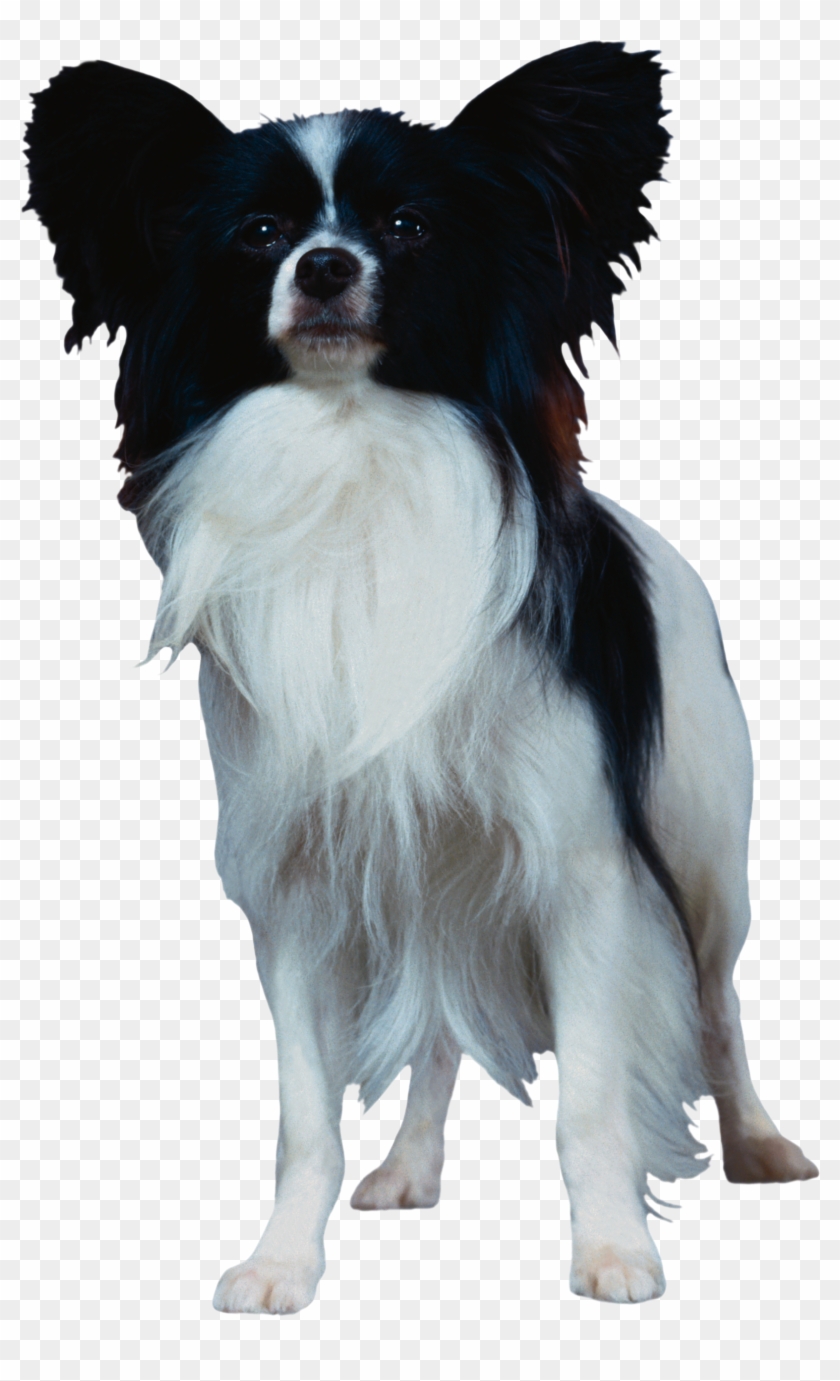 Dog Png Papillon Dog Png Clipart Pikpng