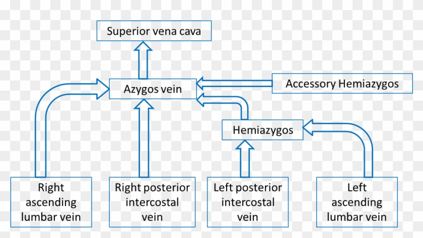 Download Flow Chart Azygos System Of Veins Flowchart Examples - Right ...