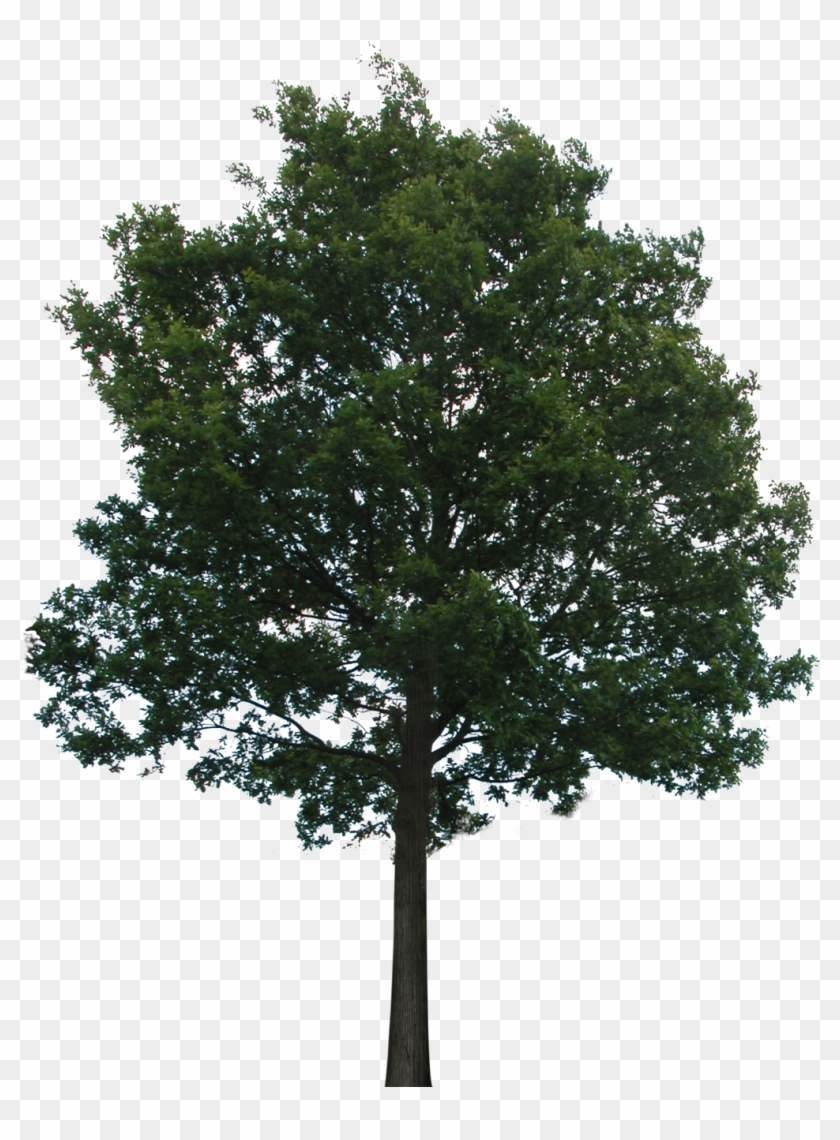 Download Oak Tree Png - Trees Png No Background Clipart Png Download