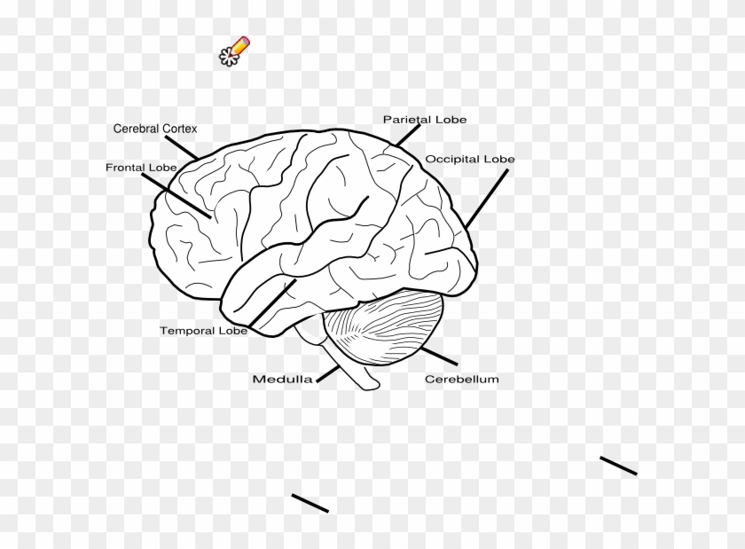 Blank Brain Diagram Clipart