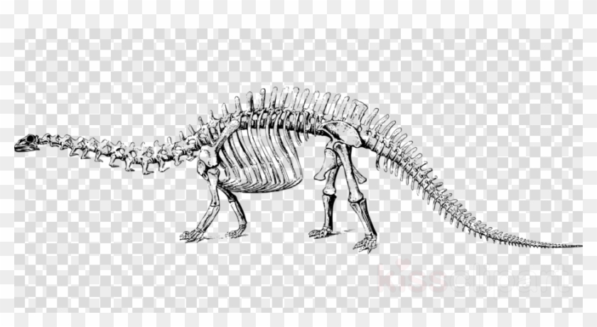 Download Dinosaur Bones Clip Art Clipart Tyrannosaurus Stegosaurus ...