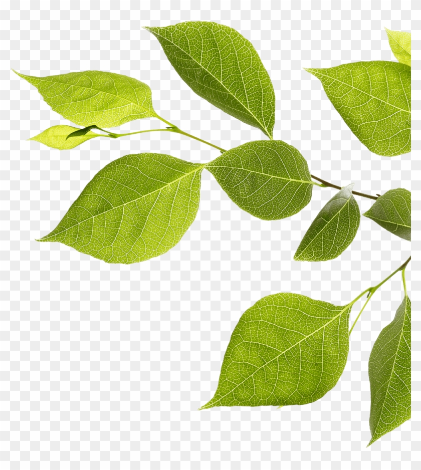 Branch With Green Leaves - Twig Clipart