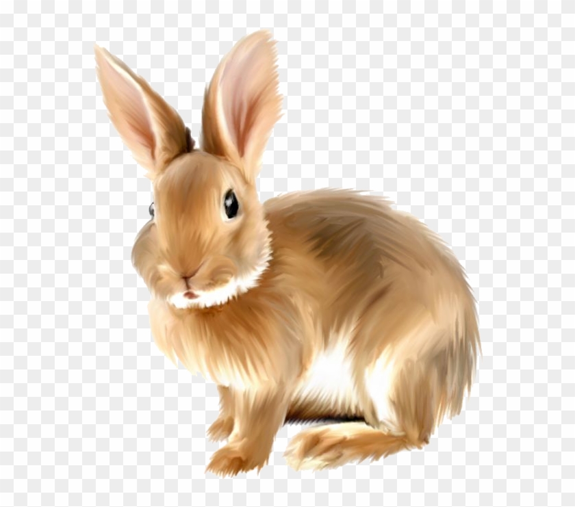 Rabbit Background Png - Rabbit Png Clipart Transparent Png