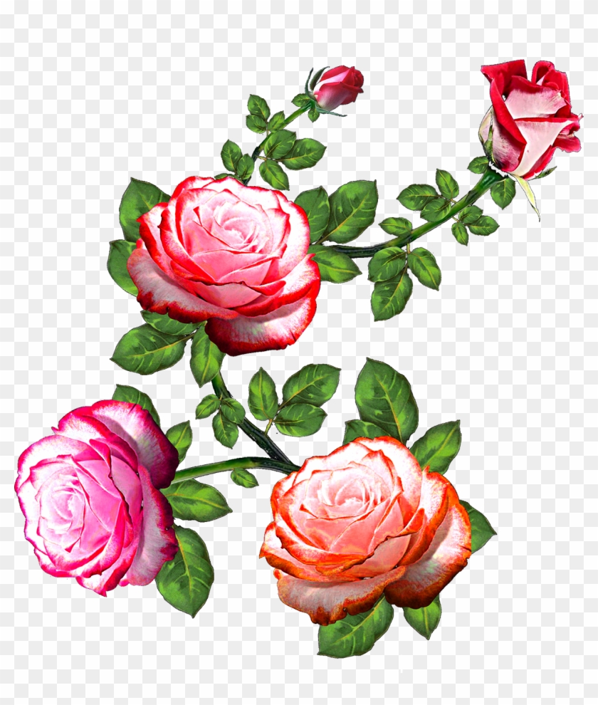Vector,flower,vector Art,flower Vector,vector Flower - Flower Rose ...