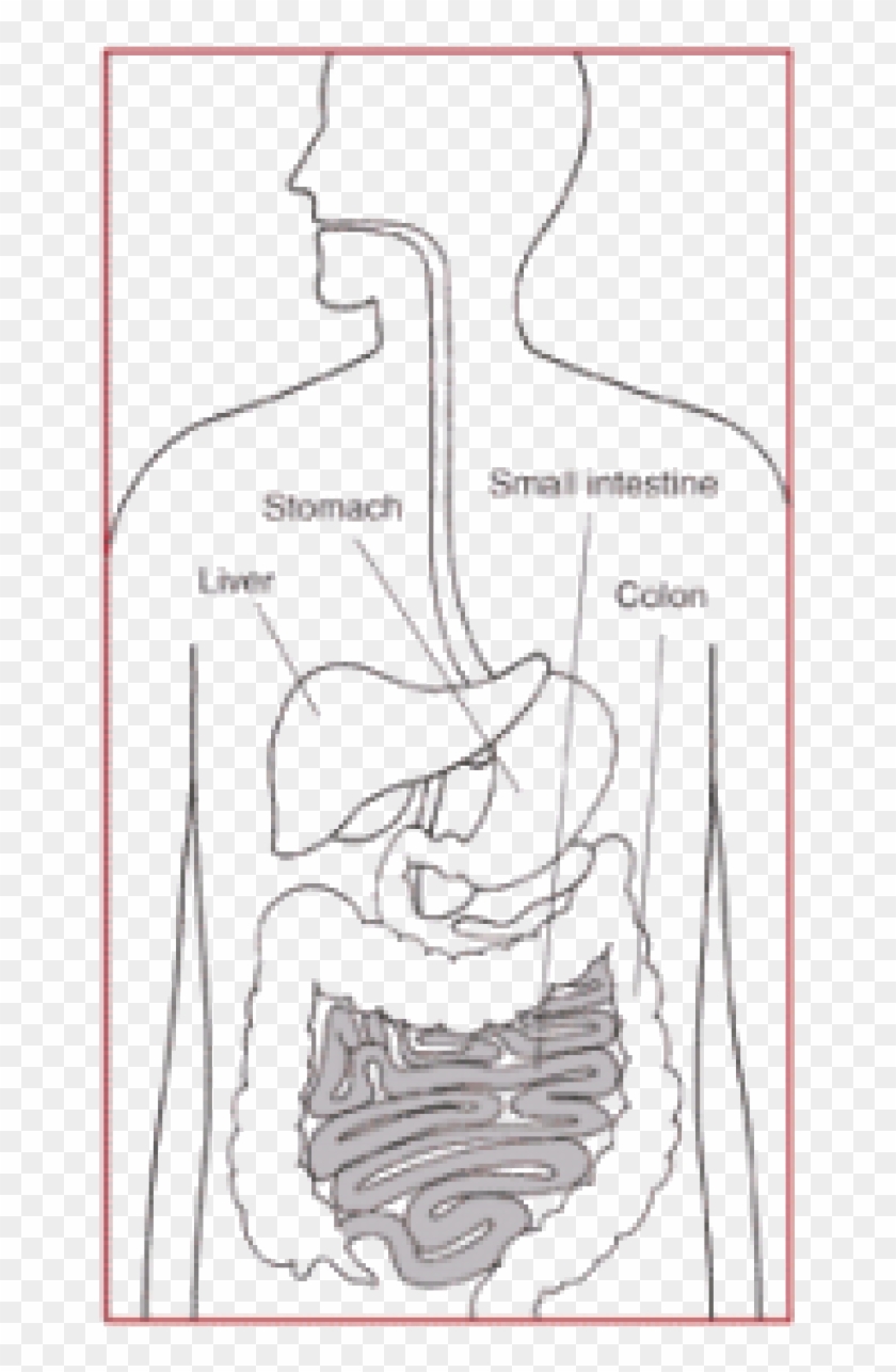 Digestive System Clipart