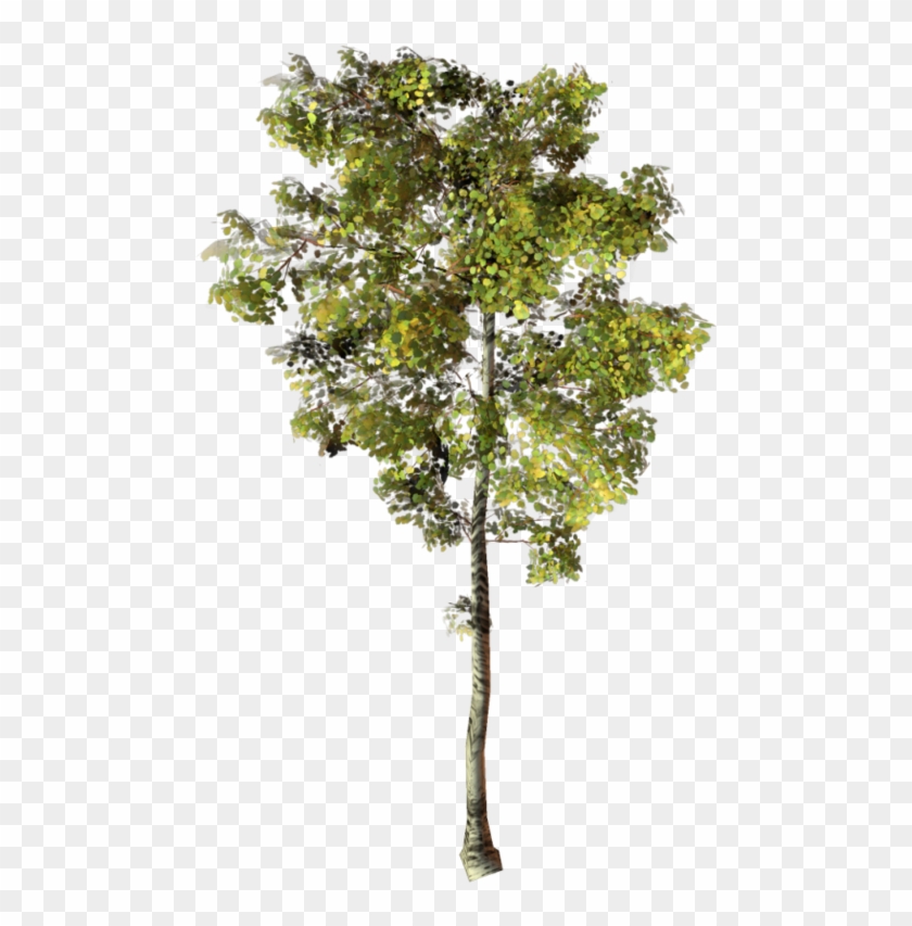 Arbre Png Clipart Pikpng