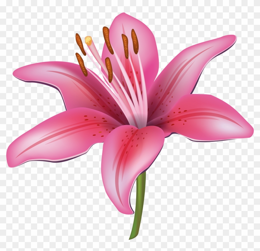 Free Free 222 Lily Flower Svg Free SVG PNG EPS DXF File