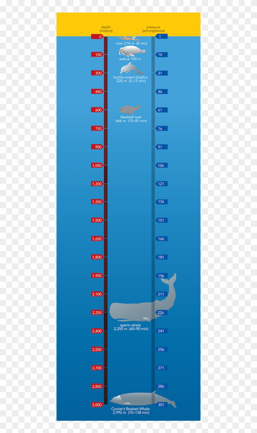 sf Fig - 9 - 3 - Diving - Blue Whale Diving Depth Clipart (#4304511