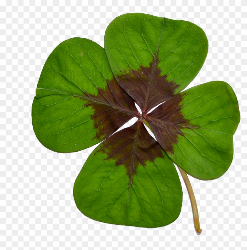 Verwonderend Four-leaf Clover Luck Green - Klavertje Vier Png Clipart (#459007 IH-35