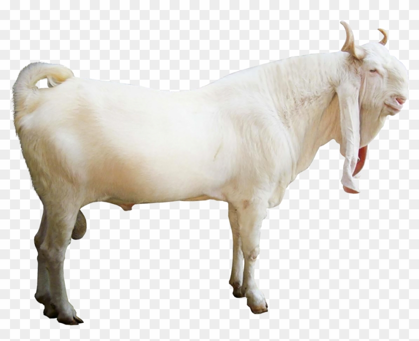 Jamnapari - Jamnapari Goats Png Clipart (#4513091) - PikPng