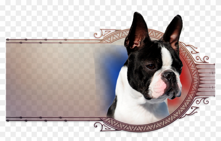 We Wish To Thank Ingrid Weiss Of Chan Chue Kennel In - Boston Terrier Clipart