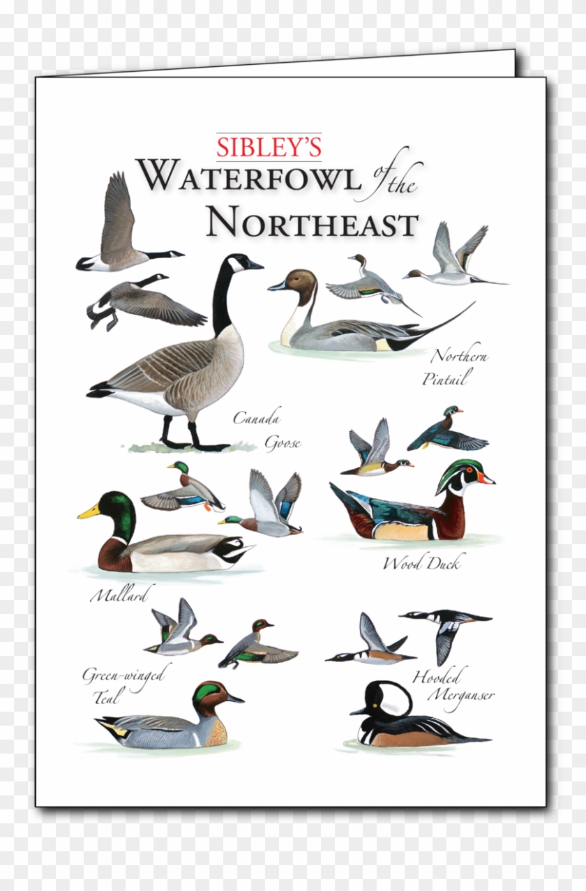 Sibley's Waterfowl Of The Northeast Regional Card - W. R. Berkley ...