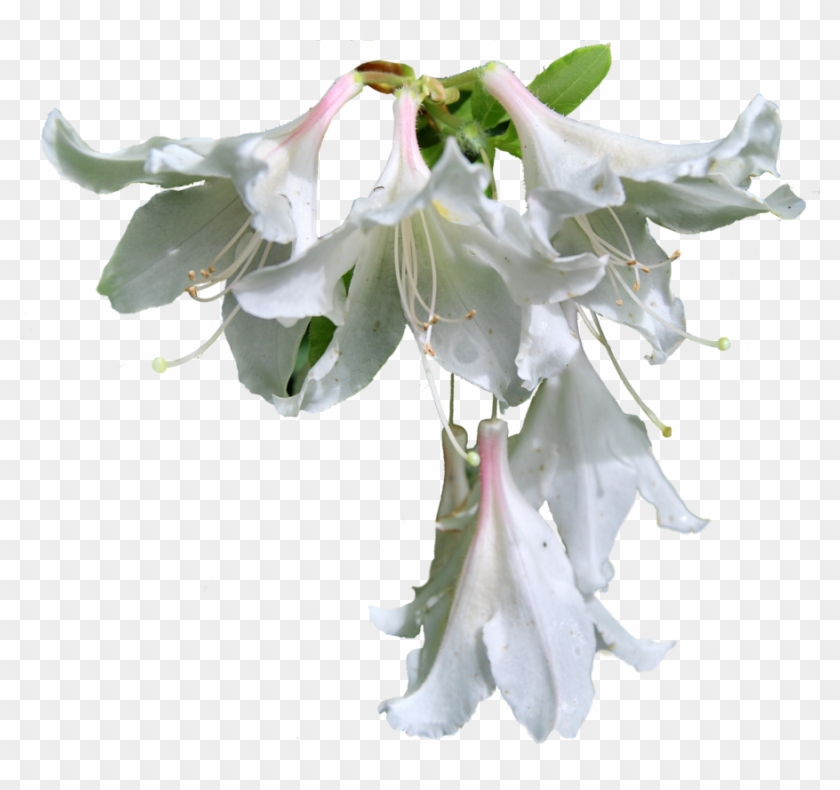 14+ Flower Images Hd Png Format PNG | Flowers Topic