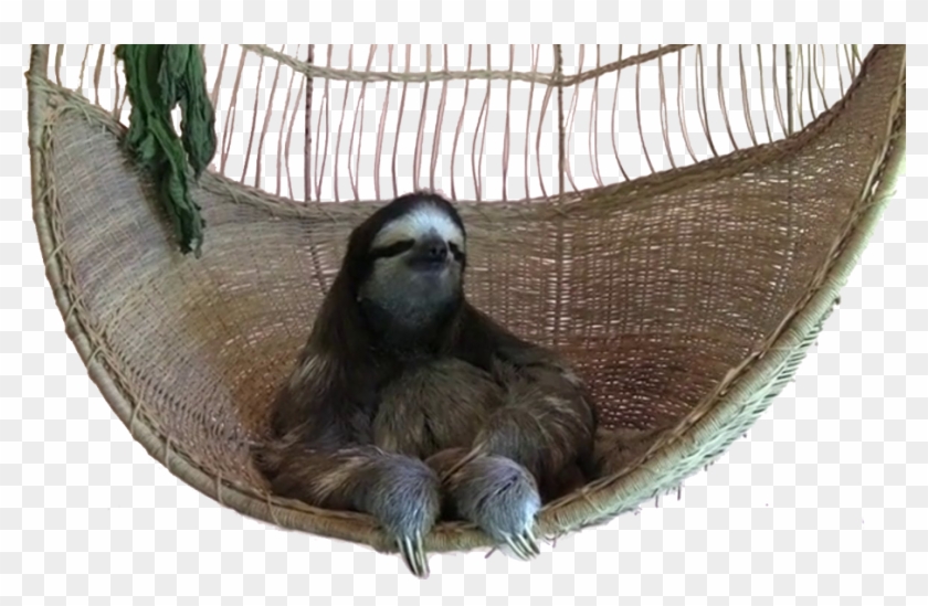 View Swing Sloth Png , - If You Gon Act Like A Bitch Gif Clipart.