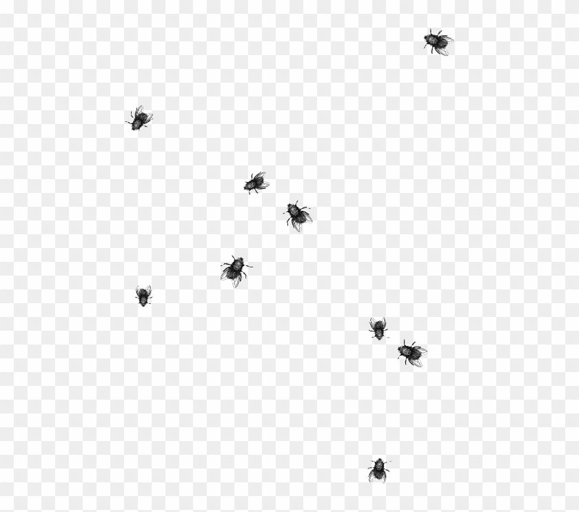 Largest Collection Of Free To Edit Fly Flies Insect - Flies Png Clipart