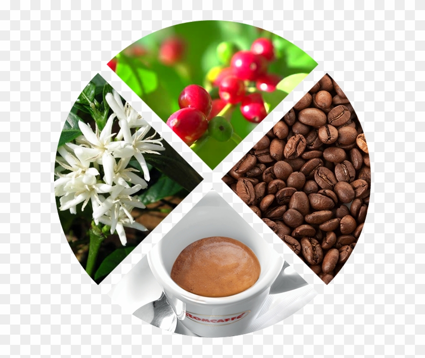 Coffe - Pianta E Fiore Del Caffè Clipart