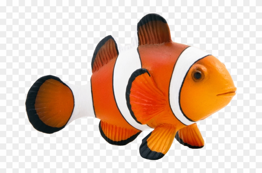 Colores Del Pez Payaso - Clown Fish Clipart