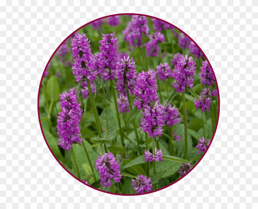 May 17, 18, - Stachys Hummelo Clipart