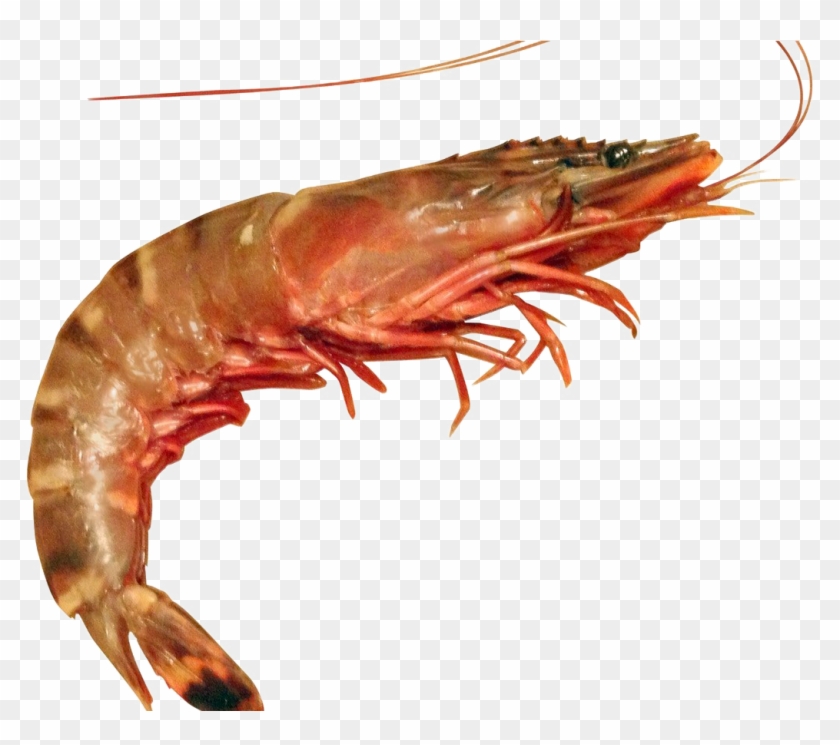 Ocean Shrimp Free Png Prawn And Shrimp Differences Clipart Pikpng