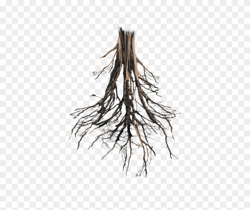 roots png tree roots png hd clipart 483115 pikpng roots png tree roots png hd clipart