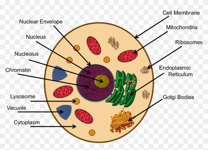 download-cytoplasm-in-animal-cell-project-clipart-png-download-pikpng